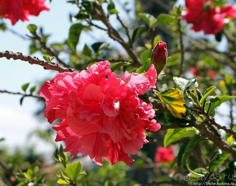 Все цветы мира к ногам наших подруг. Цветущий Эквадор