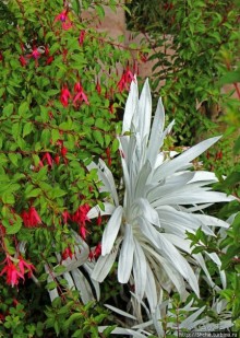 Все цветы мира к ногам наших подруг. Цветущий Эквадор