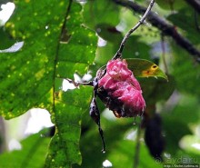 Все цветы мира к ногам наших подруг. Цветущий Эквадор