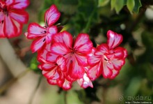 Все цветы мира к ногам наших подруг. Цветущий Эквадор