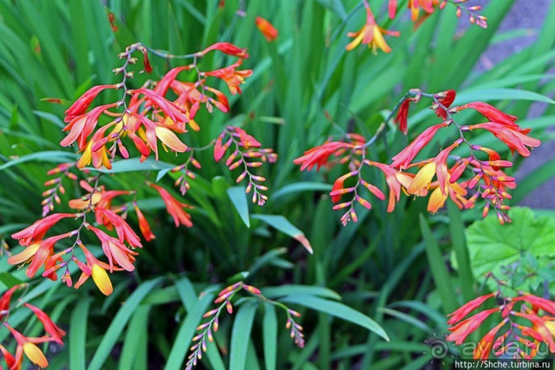 Все цветы мира к ногам наших подруг. Цветущий Эквадор