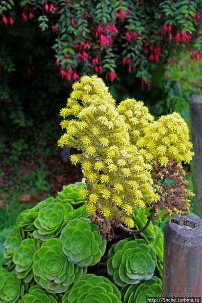 Все цветы мира к ногам наших подруг. Цветущий Эквадор