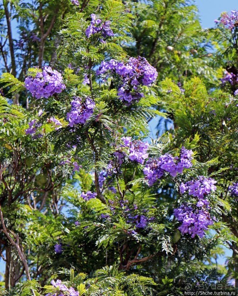 Все цветы мира к ногам наших подруг. Цветущий Эквадор
