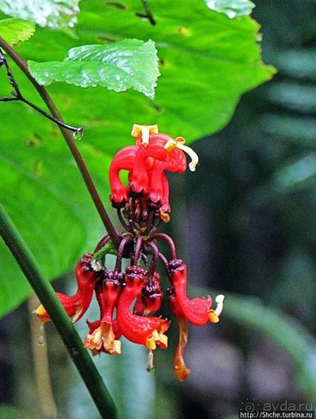 Все цветы мира к ногам наших подруг. Цветущий Эквадор