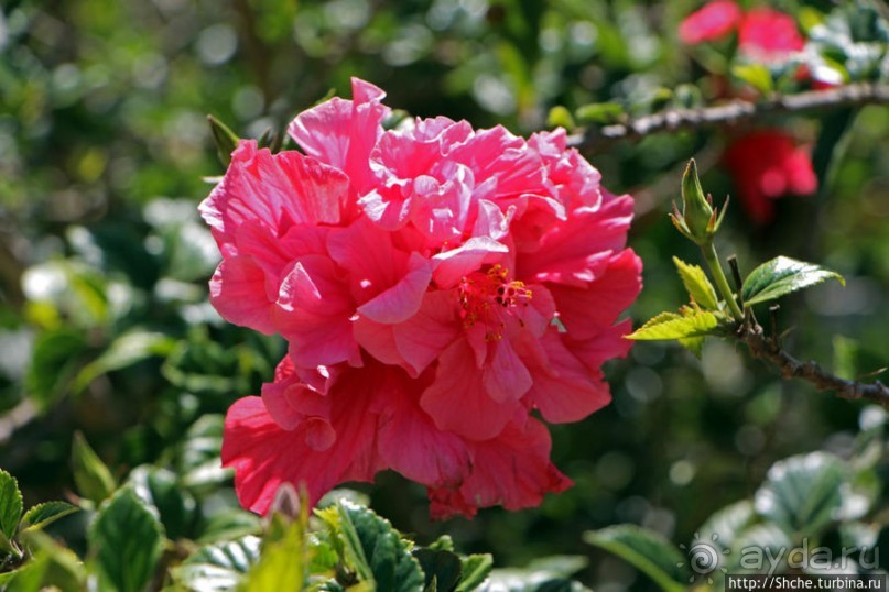 Все цветы мира к ногам наших подруг. Цветущий Эквадор