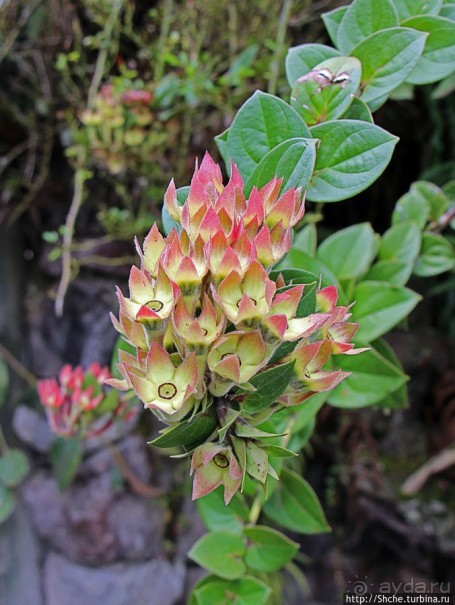 Все цветы мира к ногам наших подруг. Цветущий Эквадор