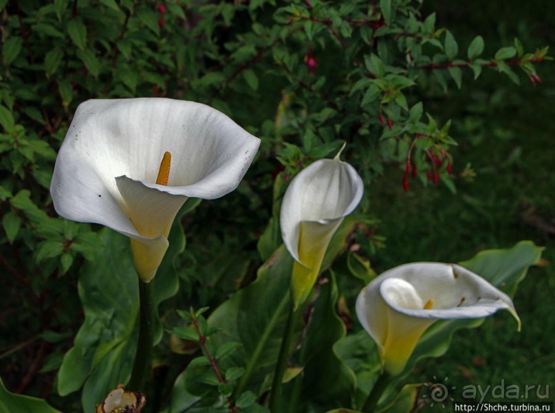 Все цветы мира к ногам наших подруг. Цветущий Эквадор