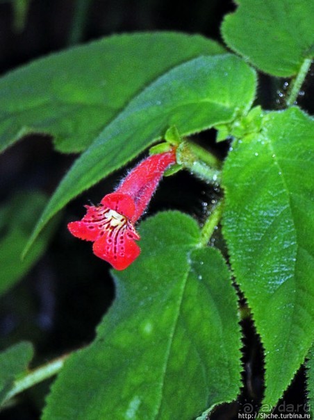 Все цветы мира к ногам наших подруг. Цветущий Эквадор