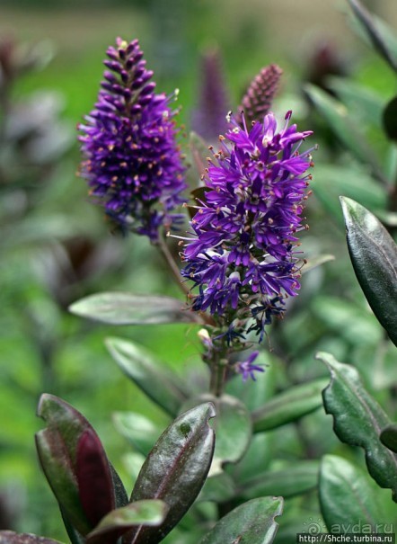 Все цветы мира к ногам наших подруг. Цветущий Эквадор