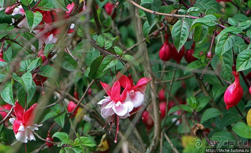 Все цветы мира к ногам наших подруг. Цветущий Эквадор