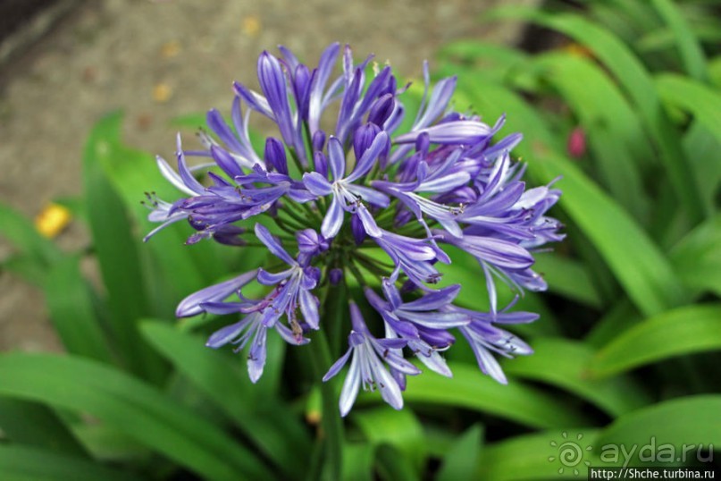 Все цветы мира к ногам наших подруг. Цветущий Эквадор