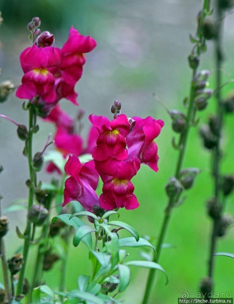 Все цветы мира к ногам наших подруг. Цветущий Эквадор