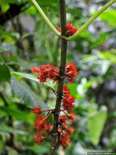 Все цветы мира к ногам наших подруг. Цветущий Эквадор