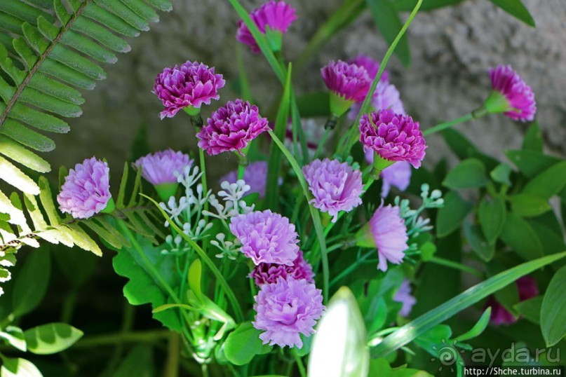 Все цветы мира к ногам наших подруг. Цветущий Эквадор