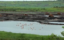 В чем же соль?