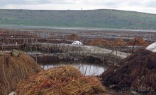 В чем же соль?