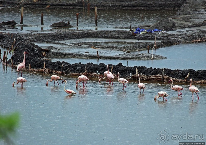 В чем же соль?