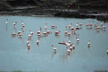 В чем же соль?