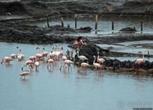 В чем же соль?