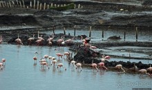 В чем же соль?