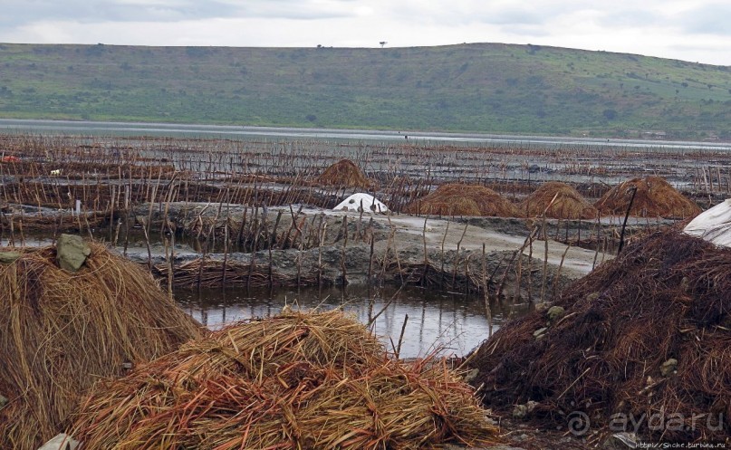 В чем же соль? В чем же соль?