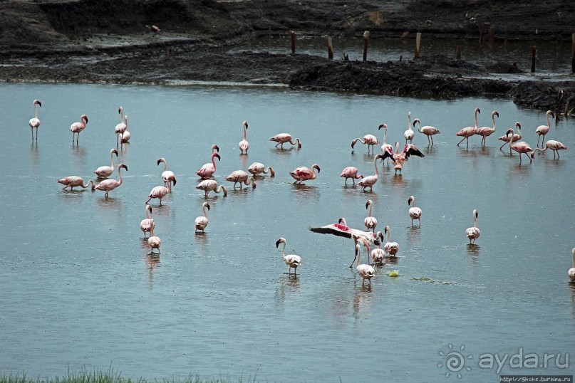 В чем же соль? В чем же соль?