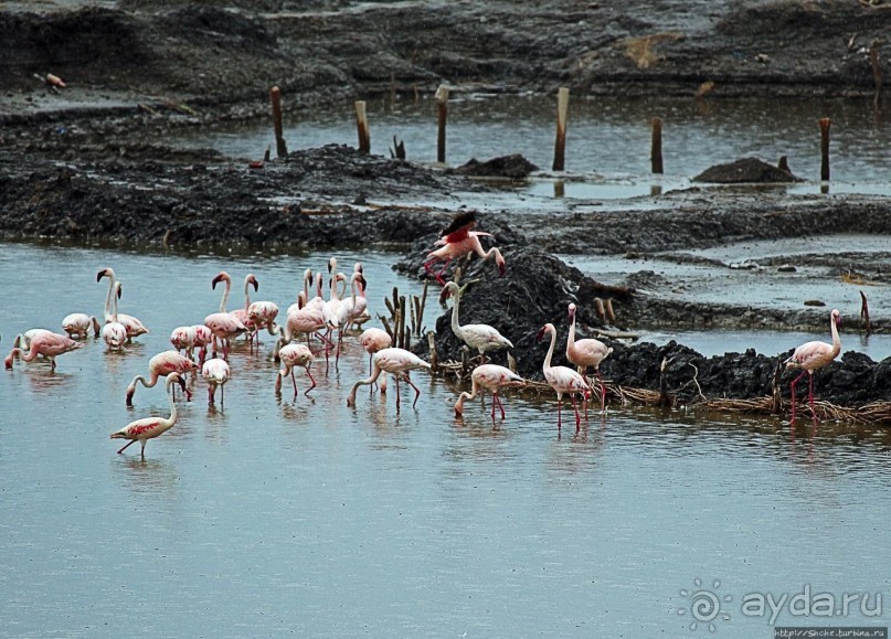 В чем же соль? В чем же соль?