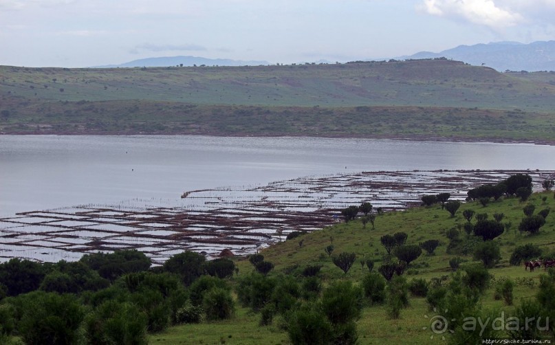 В чем же соль? В чем же соль?