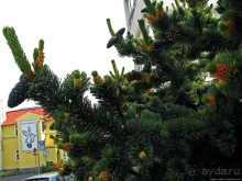 Столица севера Исландии