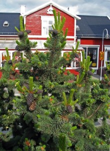 Столица севера Исландии