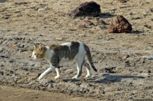 Блеск и нищета сомалийской Зейлы