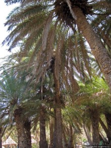 Здесь могли снимать рекламу "Баунти" — пальмовый пляж Ваи