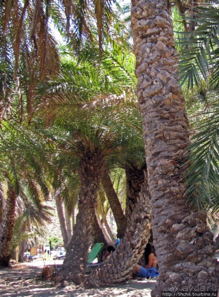 Здесь могли снимать рекламу "Баунти" — пальмовый пляж Ваи