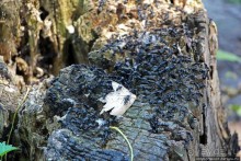 Хоть и "археологический", но все же парк Диона