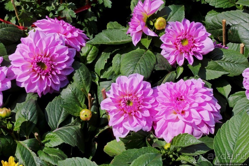 Альбом отзыва "Приятный парк на набережной гавани Гонконга"