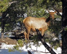 Не панорамами едиными жив Гранд-Каньон
