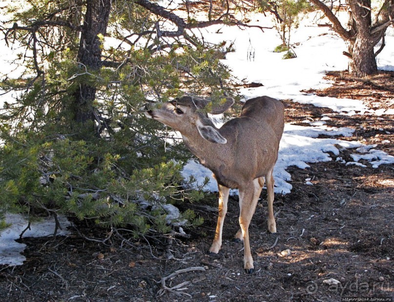 Не панорамами едиными жив Гранд-Каньон
