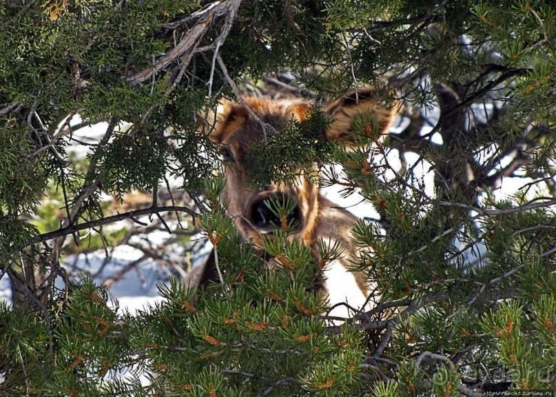 Не панорамами едиными жив Гранд-Каньон