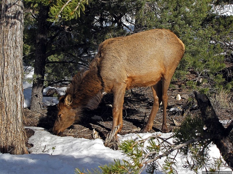 Не панорамами едиными жив Гранд-Каньон