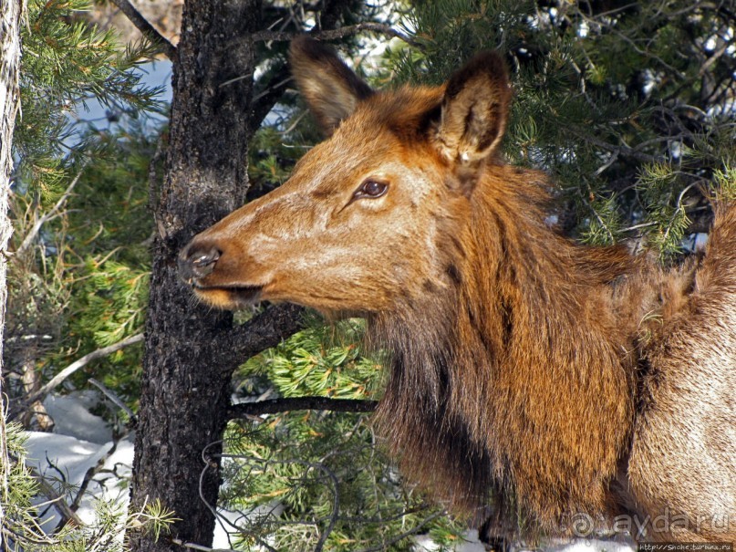 Не панорамами едиными жив Гранд-Каньон