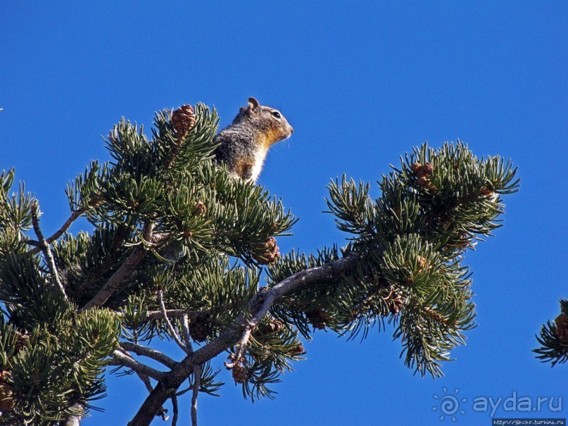 Не панорамами едиными жив Гранд-Каньон