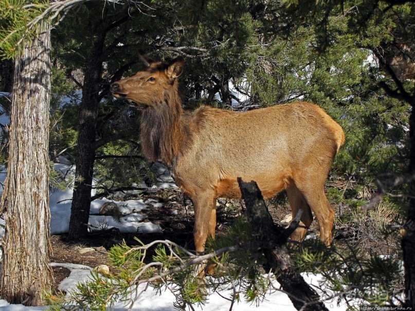Не панорамами едиными жив Гранд-Каньон