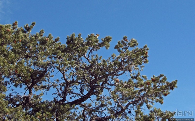 Не панорамами едиными жив Гранд-Каньон