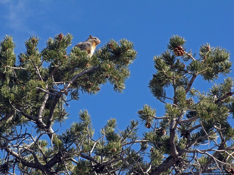 Не панорамами едиными жив Гранд-Каньон