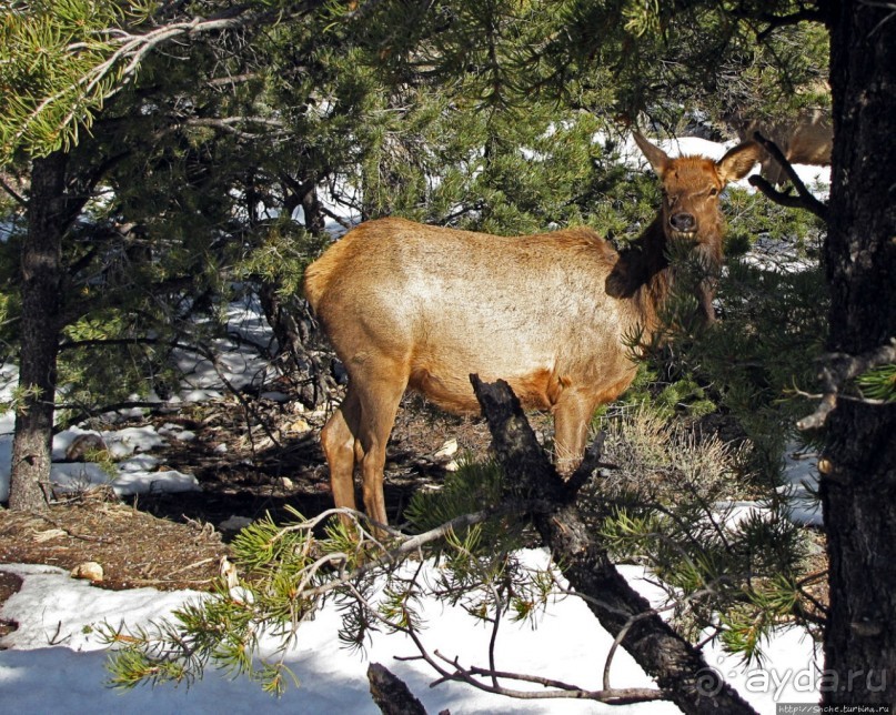 Не панорамами едиными жив Гранд-Каньон