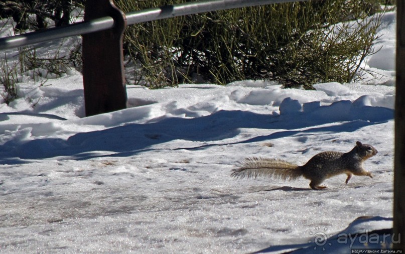 Не панорамами едиными жив Гранд-Каньон