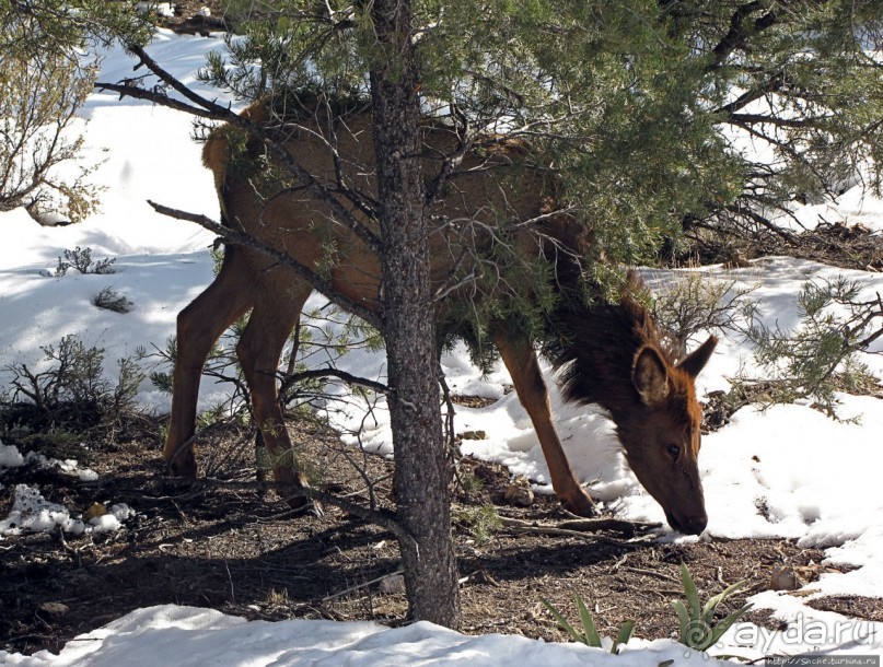 Не панорамами едиными жив Гранд-Каньон