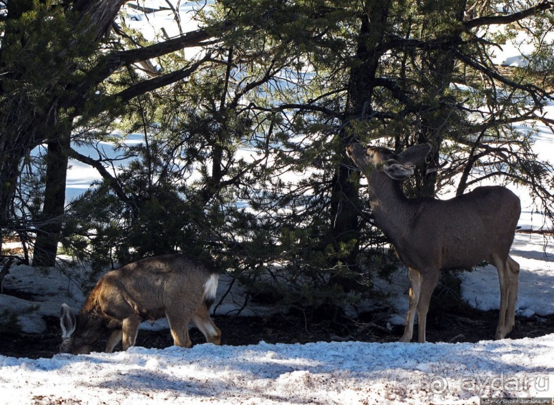 Не панорамами едиными жив Гранд-Каньон