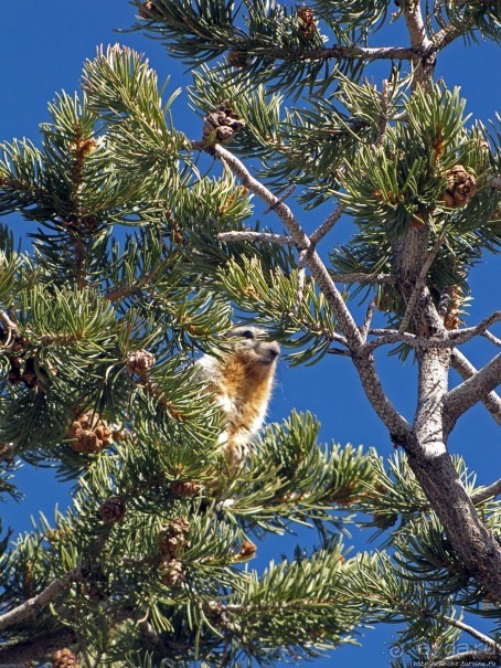 Не панорамами едиными жив Гранд-Каньон