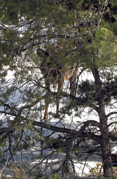 Не панорамами едиными жив Гранд-Каньон